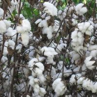 Which Is The Cheapest Cotton In The World 200x200